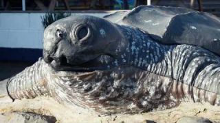 Guide To Anglesey Sea Zoo - With Heart North Wales' Oli Kemp